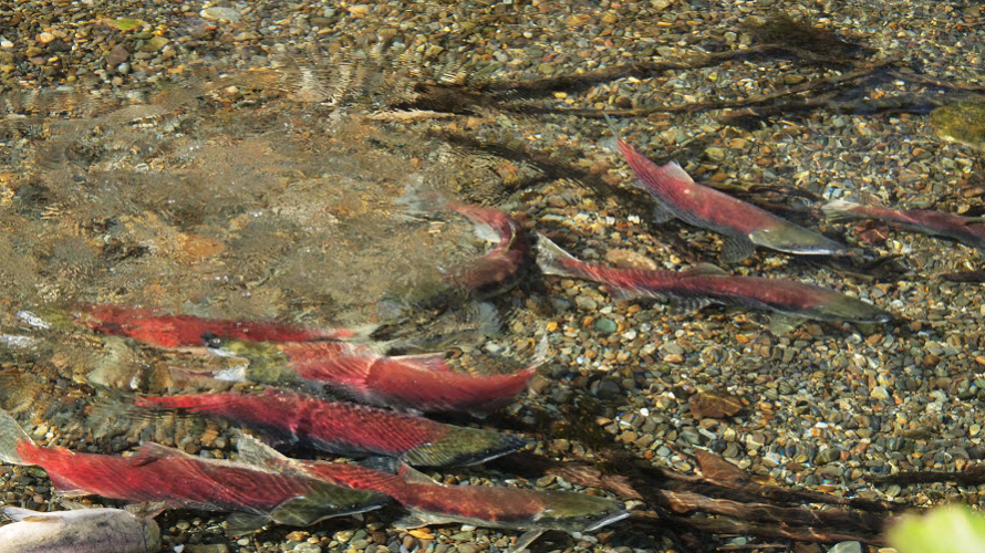 See Salmon Run: Salmon-Spotting Places Around Seattle And The Eastside ...